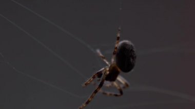 bir web Spider örgüleri