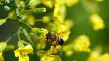 Brassica oleracea bir çiçek üzerinde uçmak