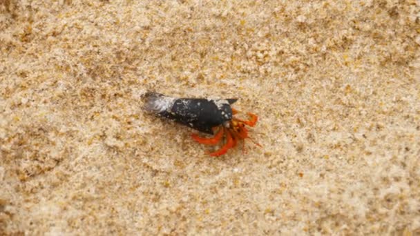 Pequeño cangrejo ermitaño en la playa — Vídeos de Stock