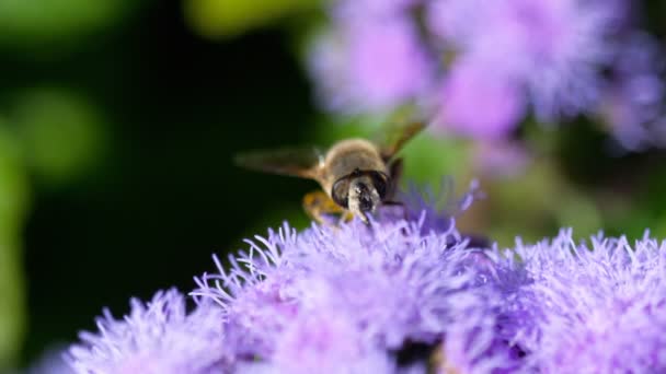 Große Fliege auf dem Ageratum houstonianum — Stockvideo