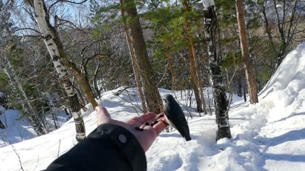 Птах у руці чоловіка їсть насіння — стокове відео