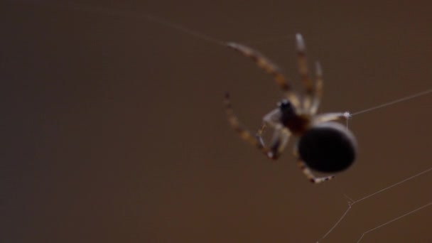 Araña teje una tela — Vídeo de stock