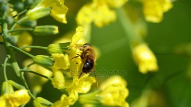 Brassica oleracea bir çiçek üzerinde uçmak
