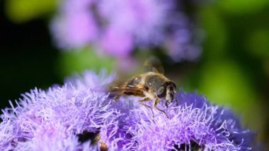 Ageratum houstonianum büyük anında