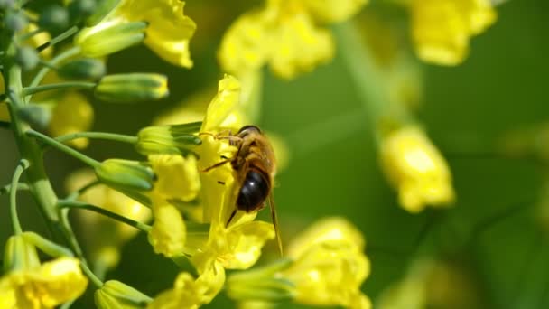 Fly on a flower of Brassica oleracea — Stock Video