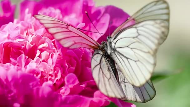 Pieris brassicae weißer Schmetterling — Stockvideo