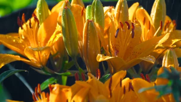 Płatki pomarańczowy lilii pod deszcz — Wideo stockowe