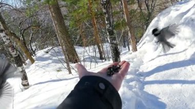 Kuş mans el tohum yiyecek