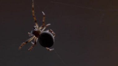bir web Spider örgüleri