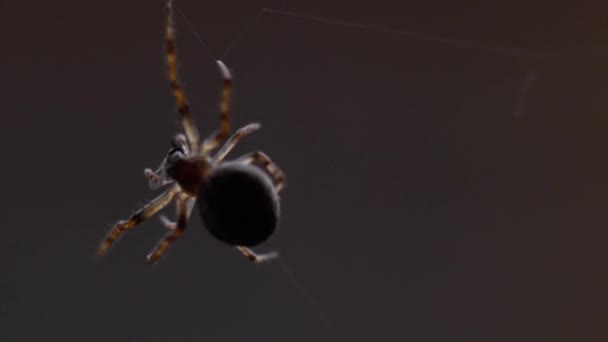 Aranha tece uma teia — Vídeo de Stock