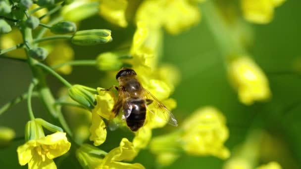 Voe em uma flor de Brassica oleracea — Vídeo de Stock