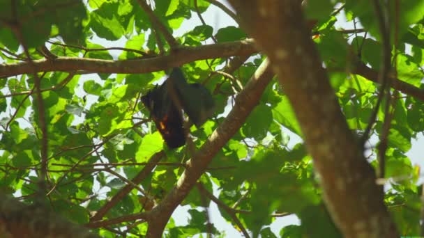 Terbang rubah tergantung pada cabang pohon dan mencuci — Stok Video