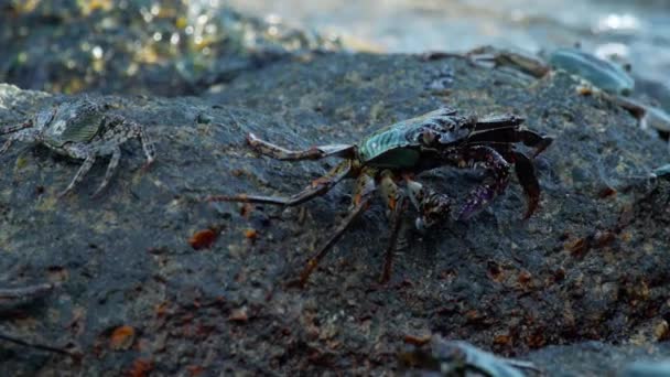 Crabes sur le rocher à la plage 