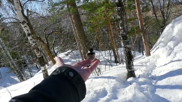 Zangvogels mans hand eten zaden — Stockvideo