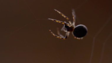 bir web Spider örgüleri