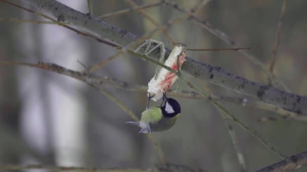 Titmouse comer manteca de cerdo — Vídeos de Stock