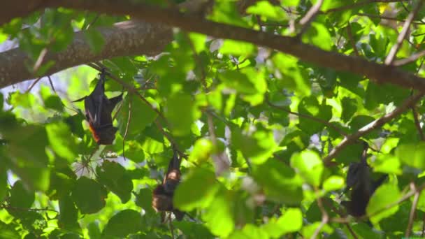 Flying foxes hanging on a tree branch and washing up — Stock Video