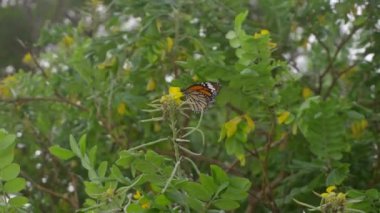 Monarch kelebek uçuş