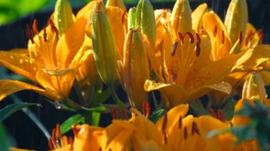 Yağmur altında turuncu zambak yaprakları