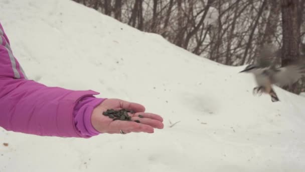 Птахи в жіночій руці їдять насіння — стокове відео