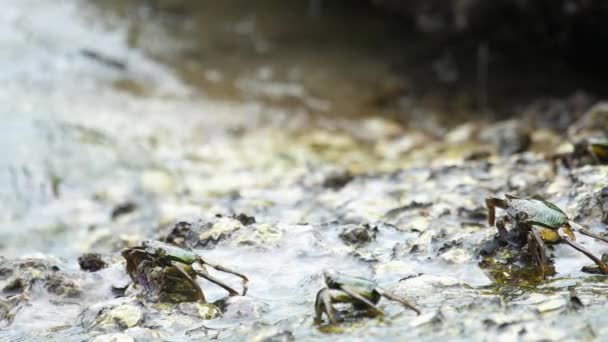 Crabes sur le rocher à la plage — Video