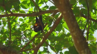 Uçan bir ağaç dalı üzerinde asılı ve bulaşık tilki