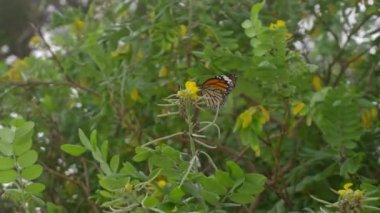Monarch kelebek uçuş