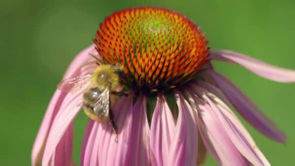 Bumblebee on a Echinacea flower — Stock Video