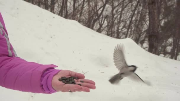 Vögel in Frauenhand fressen Samen — Stockvideo