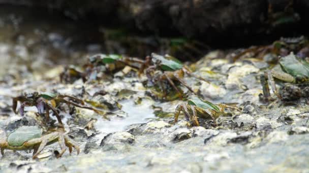 Cangrejos en la roca en la playa — Vídeos de Stock