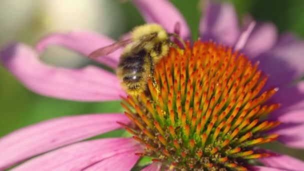 Abejorro en una flor de equinácea — Vídeo de stock