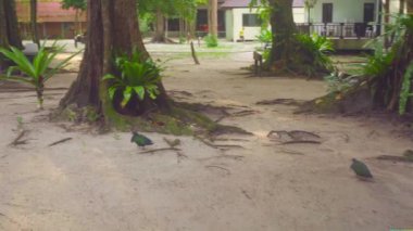 Sabah Similan Adası'nda