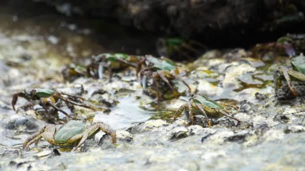 Granchi sulla roccia in spiaggia — Video Stock