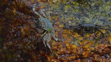 Sahilde rock üzerinde Yengeç