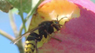 Hornet Kırmızı elma yiyor