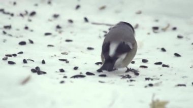 Tohumları yemek şakrak kuşu