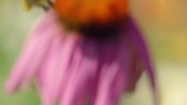 Bumblebee on a Echinacea flower — Stock Video