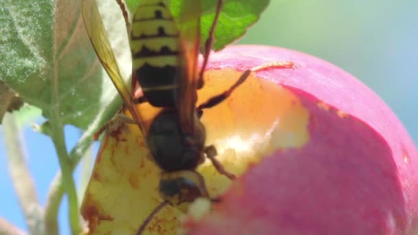 Шершень їсть червоне яблуко — стокове відео