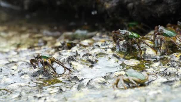 Krabben op de rots op het strand — Stockvideo