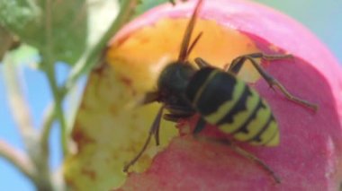 Hornet Kırmızı elma yiyor