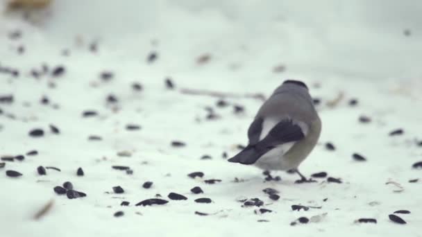 Bullfinch eating seeds — Stock Video