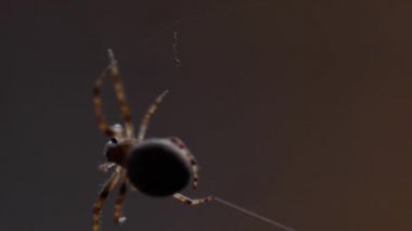 bir web Spider örgüleri