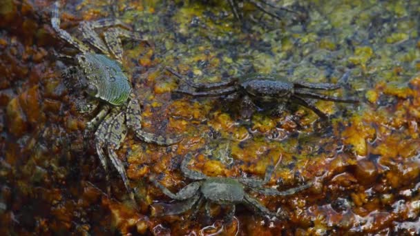 Crabes sur le rocher à la plage 