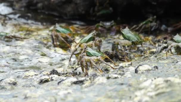 Krabbor på sten vid stranden — Stockvideo