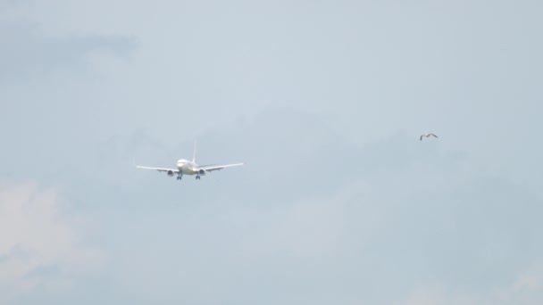 Parallel anfliegender Vogel mit Flugzeug — Stockvideo