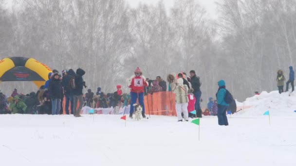 Husky-Hund und Mensch-Athlet bei Skijöring-Wettkämpfen — Stockvideo