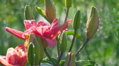 Yağmur altında pembe Lily çiçek