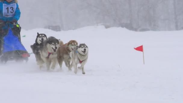 Ομάδα μεγαλόσωμος έλκηθρο σκύλων με σκύλο-οδηγό — Αρχείο Βίντεο