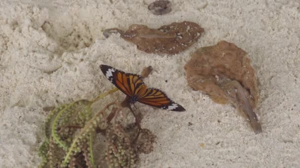 Mariposa monarca en la playa de arena — Vídeo de stock