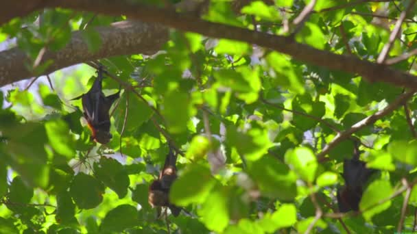 Flying foxes hanging on a tree branch and washing up — Stock Video